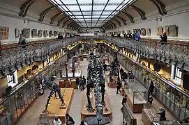 Galerie de Paléontologie et d'Anatomie comparée du Muséum national d'histoire naturelle, à Paris, expose des fossiles et des reconstitutions.