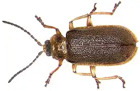 Galerucella aquatica.