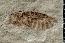 Trouvé à Orbagnoux, Ain (France), Kimméridgien