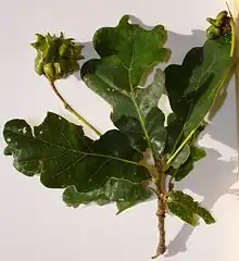 Andricus quercuscalicis