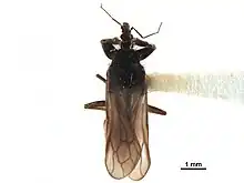 Un Gamostolini sp. (Aenictopecheinae) d'origine inconnue.