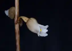 Gastrodia sesamoides