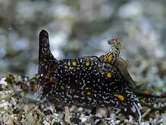 Gastropteron bicornutum