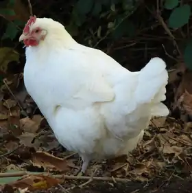 Poule gâtinaise.