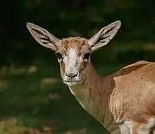 Oreilles dressées, pelage roux, une gazelle de profil vous regarde de face.
