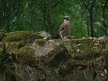 Geai mangeant un oisillon