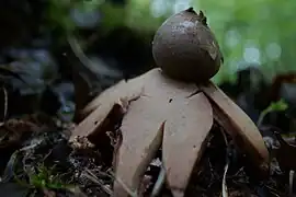 Geastrum coronatum