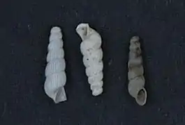 Geomelania jamaicensis