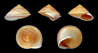 Geophorus agglutinans (Helicinidae).