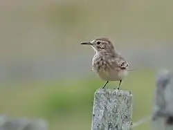 La géositte mineuse ou Geositta cunicularia doit son nom au fait que, pour protéger sa ponte, elle creuse dans une dune ou un talus, une galerie pouvant atteindre 3&nbsp;mètres de long.