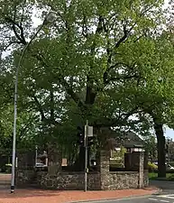 Tilleul à Gesmold&nbsp;(de)