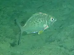 Gerres cinereus&nbsp;(en)