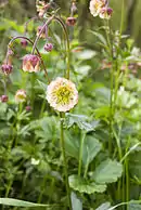 Richesses botaniques.