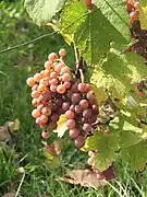 Grappes de gewurztraminer Rs.