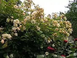 'Ghislaine de Féligonde'.