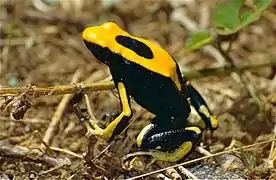 Dendrobates tinctorius (Guyane, France)