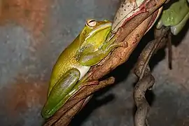 Litoria infrafrenata
