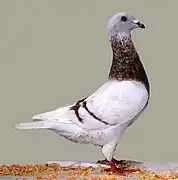 Gier rouge cendré barré (rose)