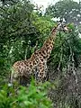 Girafe (Giraffa camelopardalis angolensis)