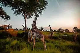Giraffa camelopardalis tippelskirchi.