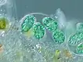 Cellule de Glaucocystis sp. vue au microscope
