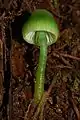 Champignon vert à chapeau ogival et pied fin