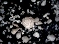 Globotruncanidés et petits Hétérohélicidés au stéréomicroscope.