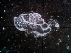 Globotruncanidé au microscope optique.