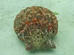 Un Gloripallium pallium