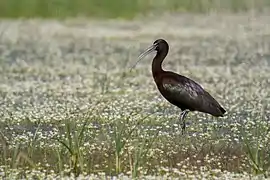 Ibis falcinelle.