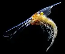 Gnathophausia zoea (Lophogastrida).