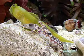 Le gobie soufre et sa crevette (Alpheus bellulus) restent toujours côte à côte