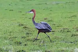 En pleine course au parc national de Chobe