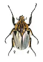 Goliathus cacicus