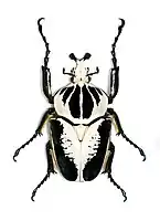 Goliathus regius (mâle)(Musée d'histoire naturelle de Lille)