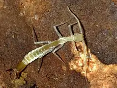 Golliumjapyx smeagol, un diploure (Entognatha)