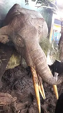 le gomphothérium est de face, il a 4 défenses, deux grandes sur le crâne et deux petites sur la mandibule.