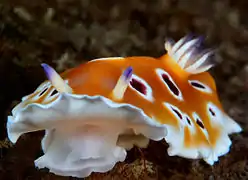 Goniobranchus cf. geminus