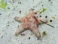 Goniodiscaster seriatus