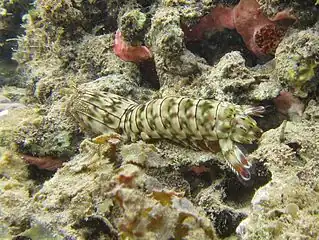 Gonodactylus chiragra.