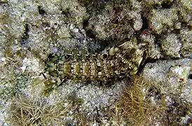 Gonodactylus platysoma.