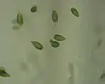 Cellules de Gonyostomum semen.