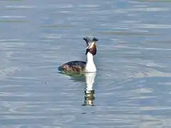 Un grèbe huppé près des roselières des Mottets au sud-est du lac.