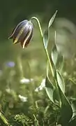 Fritillaria graeca.