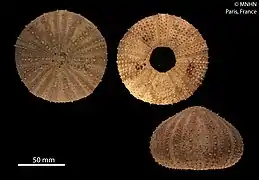 Spécimen aberrant du MNHN.