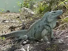 Iguane bleu