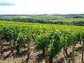 Vignes de chablis.