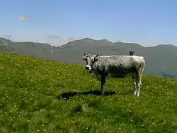 Image illustrative de l’article Tiroler Grauvieh