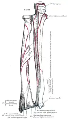Insertion ulnaire et radiale du muscle long extenseur du pouce (Extensor pollicis longus).