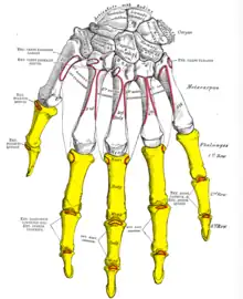 Insertion sur les phalanges moyenne et distales de l'index du muscle extenseur des doigts de la main (Ext. digit. commun).